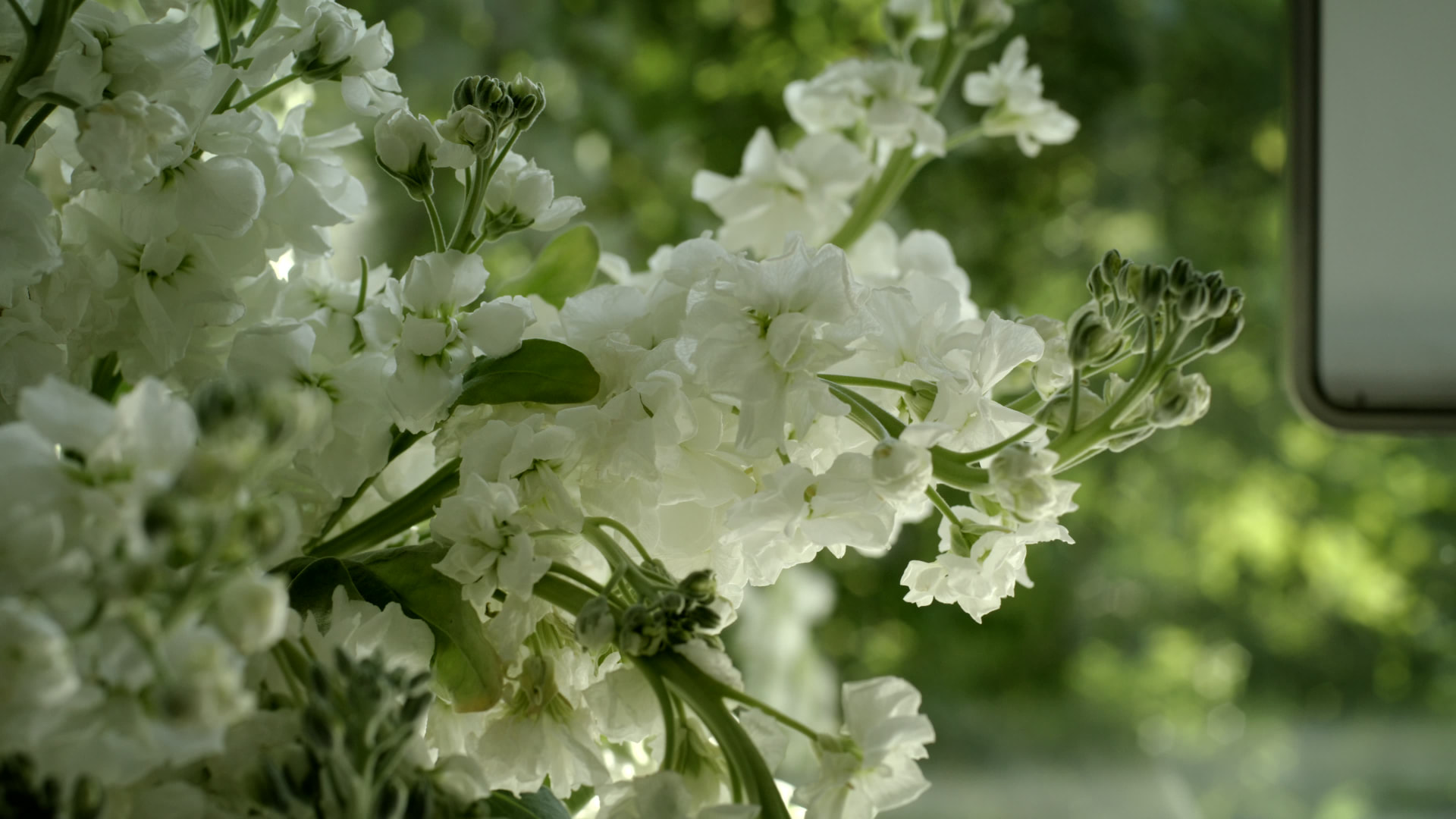 Bedford Quarry — Close-up of white flowers in a vase