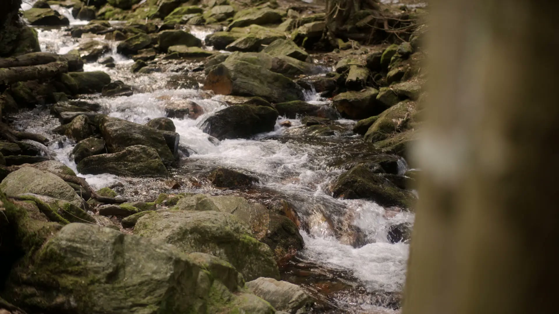 Fallingwater House — project still 2