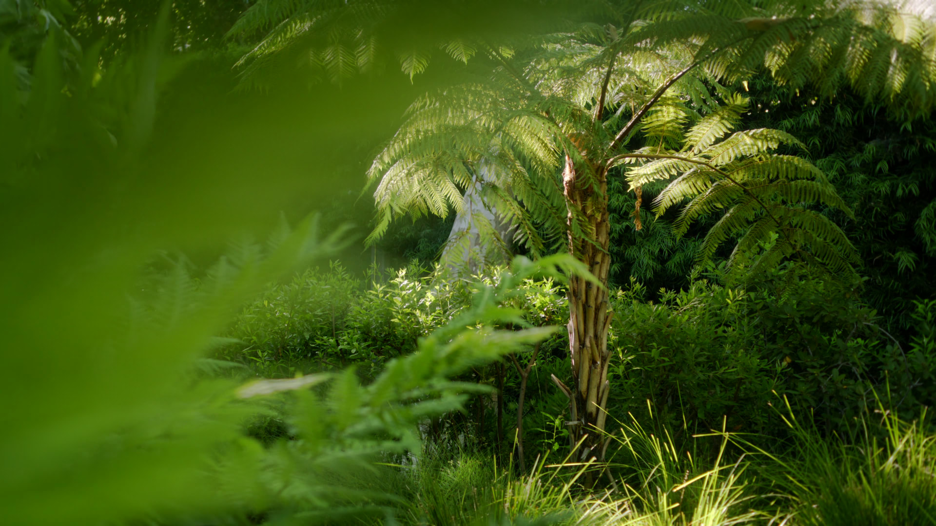 Mandeville Canyon — project still 8